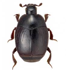 Attēlu rezultāti vaicājumam “Histeridae”