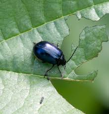 Attēlu rezultāti vaicājumam “Agelastica alni”