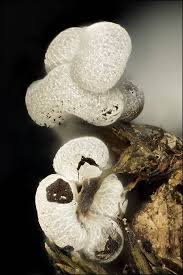 Attēlu rezultāti vaicājumam “Physarum leucophaeum macro”