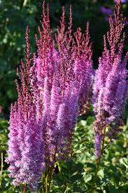 Attēlu rezultāti vaicājumam “Astilbe chinensis leaf”