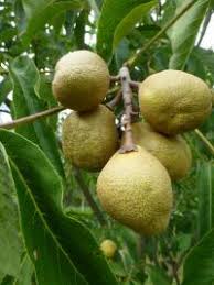 Attēlu rezultāti vaicājumam “Aesculus x hybrida fruit”