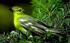 Image result for Vireo flavifrons