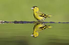 Attēlu rezultāti vaicājumam “Carduelis spinus male”