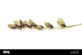 Attēlu rezultāti vaicājumam “Melica nutans leaf”