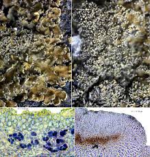 Attēlu rezultāti vaicājumam “Parmeliella triptophylla”