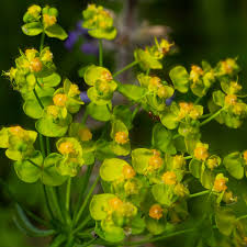 Attēlu rezultāti vaicājumam “Euphorbia cyparissias flower”