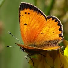 Attēlu rezultāti vaicājumam “Lycaena virgaureae”