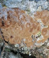 Attēlu rezultāti vaicājumam “Phellinus laevigatus”
