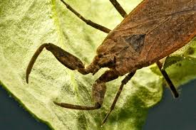 Attēlu rezultāti vaicājumam “Nepa cinerea”