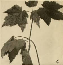 Attēlu rezultāti vaicājumam “Vasates quadripedes”