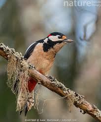 Attēlu rezultāti vaicājumam “Dendrocopos major male”