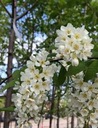 Attēlu rezultāti vaicājumam “Prunus padus var. roseiflora flower”