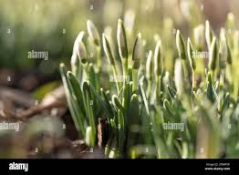 Attēlu rezultāti vaicājumam “Galanthus nivalis bud”