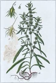 Attēlu rezultāti vaicājumam “Rumex maritimus leaf”