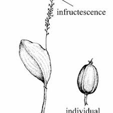 Attēlu rezultāti vaicājumam “Malaxis monophyllos leaf”
