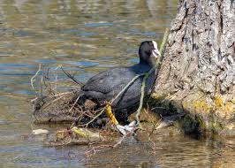 Attēlu rezultāti vaicājumam “Fulica atra nest”