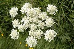 Image result for Heracleum sphondylium