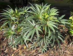 Image result for Helleborus foetidus