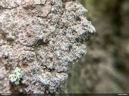 Attēlu rezultāti vaicājumam “Arthonia byssacea”