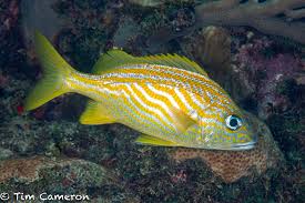 Image result for Haemulon flavolineatum