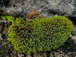 Attēlu rezultāti vaicājumam “Barbula unguiculata macro”