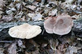 Attēlu rezultāti vaicājumam “Hapalopilus aurantiacus”