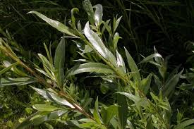 Attēlu rezultāti vaicājumam “Salix triandra”