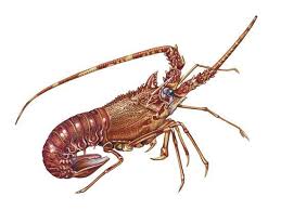 Image result for Palinurus elephas