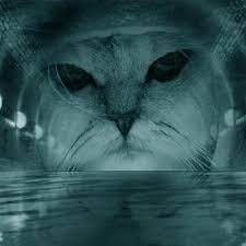 Image result for limecat