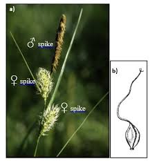 Attēlu rezultāti vaicājumam “Carex pseudocyperus female flower”