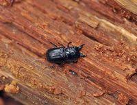 Attēlu rezultāti vaicājumam “Ceruchus chrysomelinus”