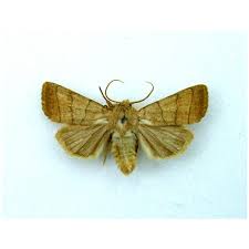 Attēlu rezultāti vaicājumam “Charanyca trigrammica”