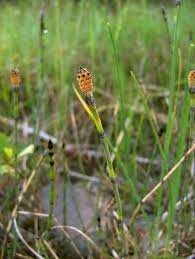 Attēlu rezultāti vaicājumam “Equisetum variegatum”