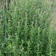 Attēlu rezultāti vaicājumam “Epilobium hirsutum flower”