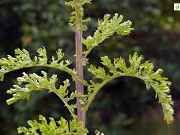 Attēlu rezultāti vaicājumam “Jacobaea vulgaris leaf”