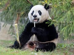 Image result for pandas
