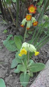 Image result for Schlüsselblumen