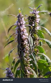 Image result for Leonurus cardiaca