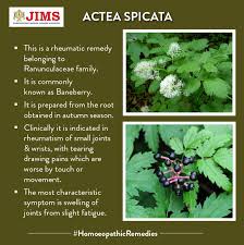 Attēlu rezultāti vaicājumam “Actaea spicata flower”