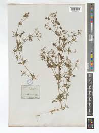 Attēlu rezultāti vaicājumam “Galium rivale”