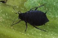 Attēlu rezultāti vaicājumam “Aphis fabae”