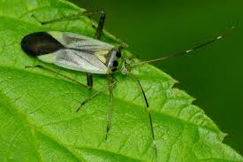Attēlu rezultāti vaicājumam “Adelphocoris quadripunctatus”