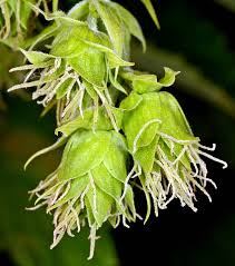 Attēlu rezultāti vaicājumam “Humulus lupulus”
