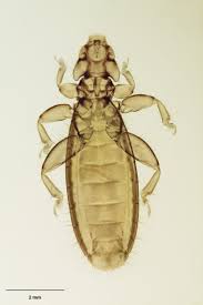 Attēlu rezultāti vaicājumam “Phthiraptera”