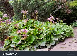 Attēlu rezultāti vaicājumam “Bergenia crassifolia”