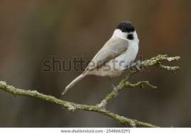 Attēlu rezultāti vaicājumam “Poecile palustris adult”