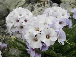 Image result for Polemonium coeruleum
