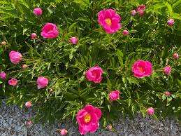 Attēlu rezultāti vaicājumam “Paeonia lactiflora flower”