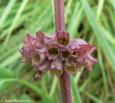 Attēlu rezultāti vaicājumam “Salvia verticillata leaf”