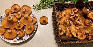 Attēlu rezultāti vaicājumam “Lactarius deterrimus”